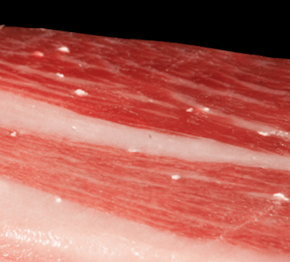 Tirosina Iberica de belloa